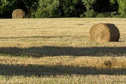 field with hay bales 3 thumbnail graphic